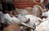 Cattle trafficking : 7 booked for  taking law into hands